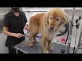 MASSIVE Undercoat Removal On Lion Dog!