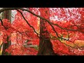 🎧 Relaxing Stress-Relief Music to Calm the Mind, Sleep Music, Study Music, Healing Music, Soothing 🎶