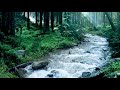 Beautiful Mountain River Flowing Sound. Forest River, Relaxing Nature Sounds/ Sleep/ Relax 10 hours.