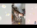 [2 HOURS] Best Funny Animals Videos 2024 😅 Funniest Cats and Dogs Videos 😹🐶 part 6