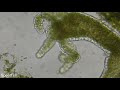 Hydra in Vaucheria Algae