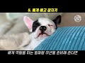 The meaning that dogs must know by sleeping position, and why do they sleep like this?