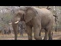 MOST AMAZING ELEPHANT ENCOUNTER #elephant #southafrica #youtube #safari #travel #wildlife #youtube