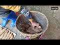 Bao harvests cassava to sell. Uncle Thang helps Bao complete the kitchen roof