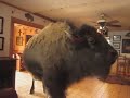 buffalo pees in house