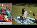 Toys for dogs - The Soft Toys Collection by Chomper