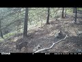 Test caméra Ceyomur CY95 - loups, biches, marmottes etc...