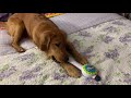 Golden Retriever playing with Bop It