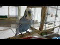 Budgie playing throw the ball | budgies in cage 8 min