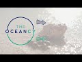 THE OCEANCY LEARNING - EPISODE 2 OF 9 - TYPES OF CORALS