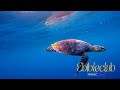 4K Sea Turtles ~ with Music 🎶 🎵  (Lofi SEA TURTLES Mix)