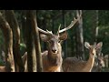 Enchanting Deer-Themed Nature Music for Ultimate Relaxation || 2 HOURS || Blissful Tones