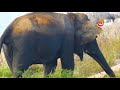 Watch how this lone elephant spends the afternoon