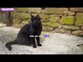 10 Surprising Facts About Black Cats You Need to Know!