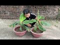 New technique for propagating banana trees using toothpaste to stimulate the tree to grow quickly