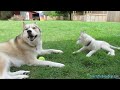 HOW TO POTTY TRAIN YOUR PUPPY EASILY | Potty Train your Puppy Siberian Husky