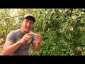 Easiest & Toughest Tropical Fruit Trees You Can Grow in the Desert of Phoenix Arizona