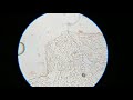 Simple things under a microscope #1