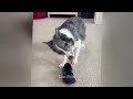 Epic Cat Antics That Will Brighten Your Day 🐱 Funniest Animals 2024 🤣😘