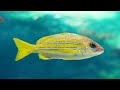 DEEP SEA BEAUTY 4K [60FPS] - Discover The Beauty Of Coral Reef Fish - Relaxing Sounds