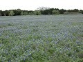 bluebonnet field