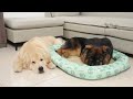 German Shepherd Wants to Occupy Golden Retriever's New Bed