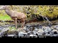 Red Deer Stag thinks the grass is greener on the rock in the river, vs all the lush grass behind it