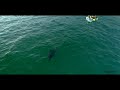 Great White Sneaks Up on Family: My Drone Alerts Them of the Shark