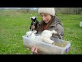 Trying to SAVE Tiny Goat Babies!