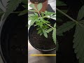 Shiloh Plant (Seedling to Vegetative Stage)