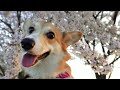 パピーコーギー犬生初めての桜満開に感動...！？？