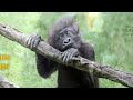 Baby Gorilla Gladys gets 1st Birthday Cake - Cincinnati Zoo