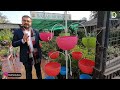 यह 5 प्लांट स्टैंड आपके घर में चार चांद लगा देगा | Garden 5 Plant Stand For Your Home