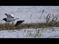 Ostrygojad część 1 / Eurasian Oystercatcher part 1