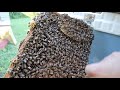 🔵The BEST beekeeping tool that you've probably never heard of!