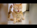 Funny Cat Video Compilation😹World's Funniest Cat Videos😹🐶Funny Cat Videos Try Not To Laugh😺