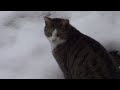 Tabby cat explores the snow