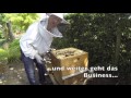 Tote Bienen wegen Beutefehler