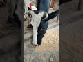 A cute cow eats grain.