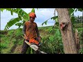 Excellent  !! cutting roadside mahogany to anticipate disasters