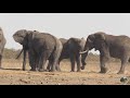 Tracking The Largest Elephant Tusker Alive - N’wendlamuhari