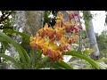 Orchid Garden Update, Some Of My Favorite Orchids and How I Care for Them, February 24, 2022