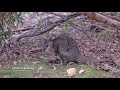 Kangaroo Island | Australia Nature | South Australia | Wildlife | Landscapes