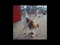 🤣🤣 New Funny Cats and Dogs Videos 😍😂 Funniest Animals # 63
