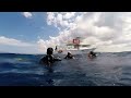 Diving in Bloody Bay (Negril, Jamaica, February 2017). HD 1080p