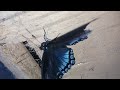 #short #shorts #Butterfly #Nature #beautiful #blue #animals #insect #insects #viral