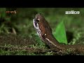 The Last of the Snake Who Swallows Frogs With Deadly Poison That Kills Humans│#EBSdocumentary│#골라듄다큐