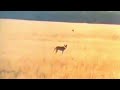 Wolf chases away striped hyena