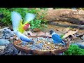 Relax with Squirrel Birds and Forest Sounds🐦🐿️, 3 hours of amazing 7-color bird images (4K HDR)