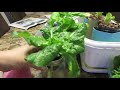 Easy to Grow Hydroponic Lettuce Using the Kratky Method